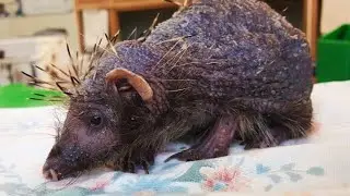 This bald hedgehog was confused with a small bear.