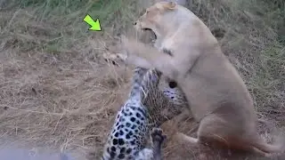 LEOPARD FALLS INTO FIGHT WITH LIONESS AND SEE WHAT HAPPENED