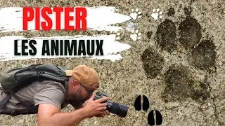 PISTER Les Animaux : Méthode pas à pas 