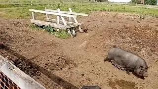Про кур несушек и поросят.