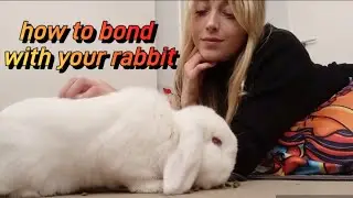 how to bond with your rabbit | learning your rabbits love language