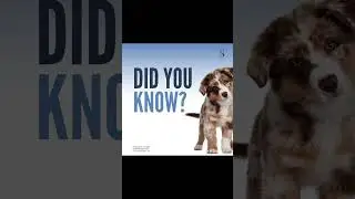Things you don't know about Canva