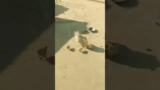 short video