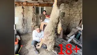 Охота на волка в горах, все сложности. #охота2024 #охота #hunting #охотавроссии #wolf #дагестан