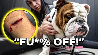 100lb English Bulldog Bites Owner, How to FIX IT INSTANTLY!