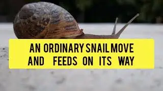 Travel of the common snail and increased speed