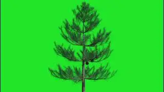 🌲Amazing tree green screen animation videos🎥