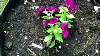 My 6 acres in early may planting seedlings, fertilizing