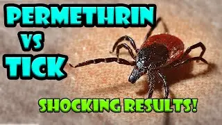Tick vs Permethrin from Sawyer - Tick Repellent and killer