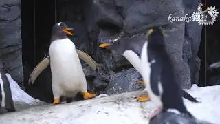 旭山動物園 いよいよ子離れの時・仔ペンギン48番怒られる