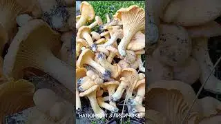 Натюрморт з лисичок! Гарні гриби!#shorts