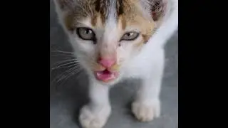 Cute Street Cat 😻 