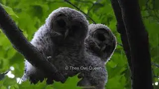 2 baby barred owlets