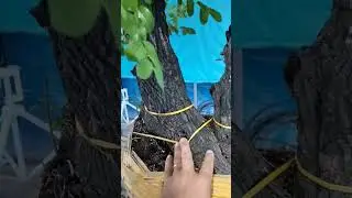 250k e cẩm thị LH 0366169369 zalo