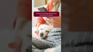 Vomiting in Dogs | Merck Veterinary Manual