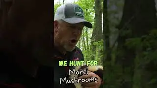 Morel Mushroom Hunting In Wisconsin 