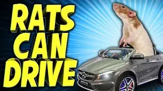 Scientists Have Taught Rats How to Drive - TechNewsDay