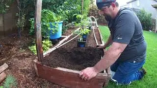 How to Planting Tomatoes in the Garden using the Trough / Trench Method