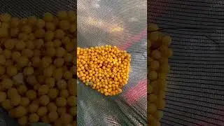 Ловля алычи сеткой 😳😆