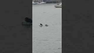 Водолазы разбирают яхту