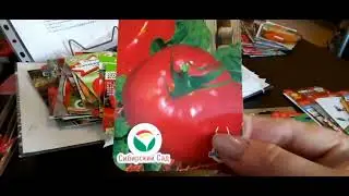 Tomatoes that I will DEFINITELY plant next year and recommend to you too!