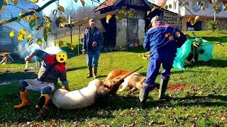 Klanje po starinski - pad svinje i domaćina