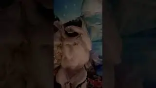 Милый мопс с утра лежит и потягивается #мопс #собака #приколы #животные