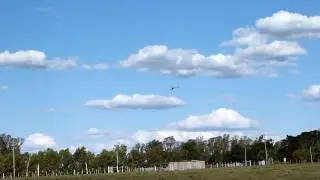 T-REX 450 flying in the 