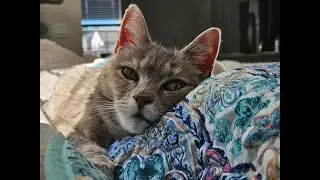 peaceful sleepy cat music for relaxation