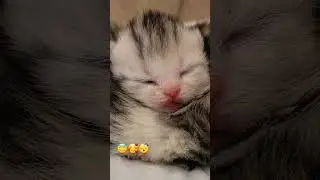 Baby kitten sleeps sweetly❤