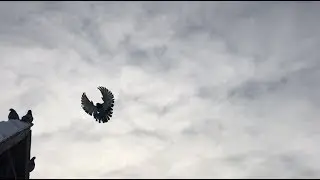 Николаевские голуби, январь 2019, г. Покровск