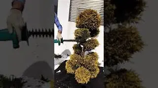топиарная и сезонная подрезка и стрижка туи и хвойных растений