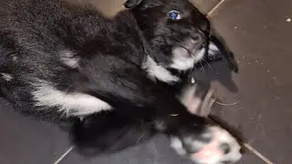 puppy  hurt my balls lmao