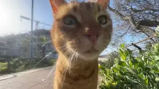 Beautiful Cats In A Sunny Day