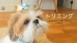 大満足トリミング✂️のんびりしすぎて眠くなる動画になってます