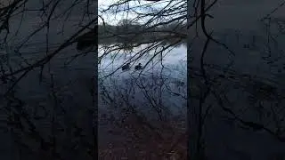 Утица и селезень-сладкая парочка! Скоро будут утята.