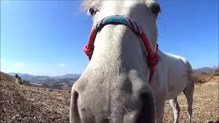 Περπάτημα παρέα με άλογο και σκύλο