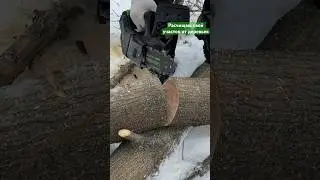 Расчистка участка от деревьев 