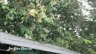 Hujan di atas seng, untuk musik Relaksasi
