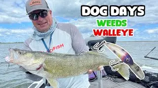 Weed Walleyes Dog Days of Summer