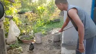 Yammy chicken -  មាន់ខ្មៅ - How to kill chicken - Chicken in homeland