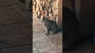 EL PITI MIAU
