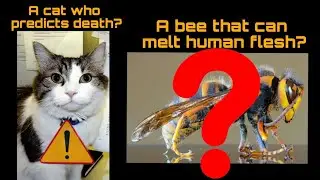 CREEPIEST THINGS THAT YOU NEED TO KNOW | SPECIES