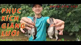 Bẫy chào mào bằng lưới tàng hình, phục kích tóm đàn chào mào bổi về ngủ bụi lồ ô gần suối đá