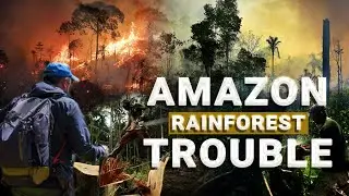 A Deadly Reality - The Shocking Impact of the Amazon Rainforest Shrinking