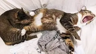 Funny animals - Funny cats and dogs - Funny animal videos 2024 🤣