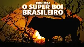 CONHEÇA O BOI TROPICAL. DESENVOLVIDO EXCLUSIVAMENTE PARA O CERRADO BRASILEIRO.
