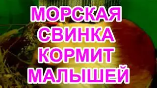 МОРСКАЯ СВИНКА КОРМИТ СВОИХ МАЛЫШЕЙ!!! МАЛЕНЬКИМ СВИНКАМ 5 ДНЕЙ!!!