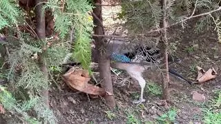 Сойка прячет желудь