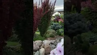 #сад